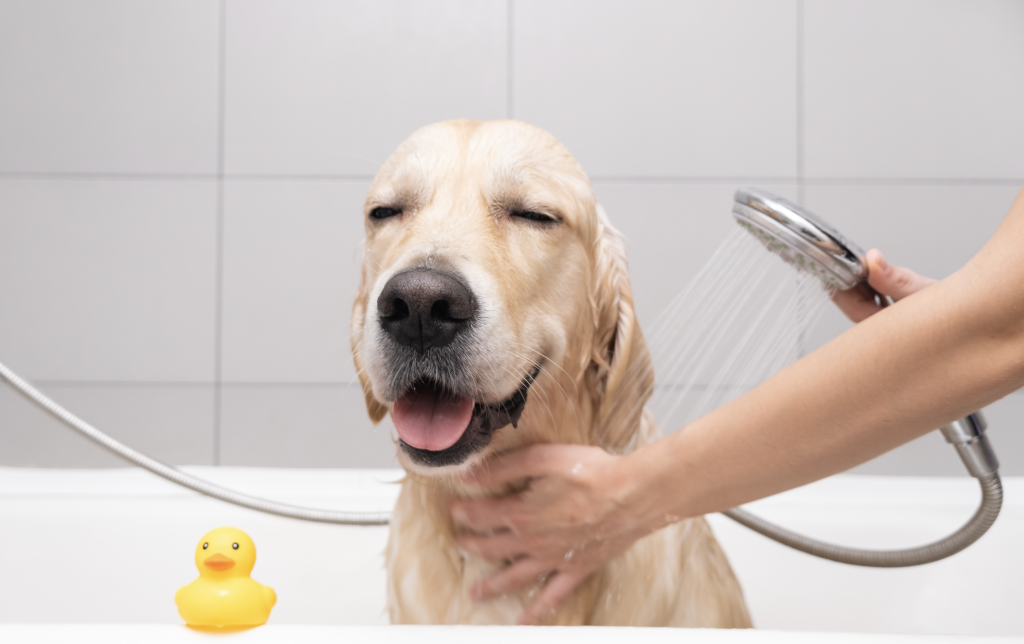 dog taking a shower with rha soap