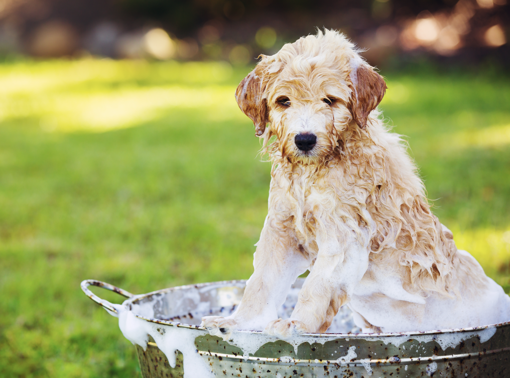 puppy bathing with soap